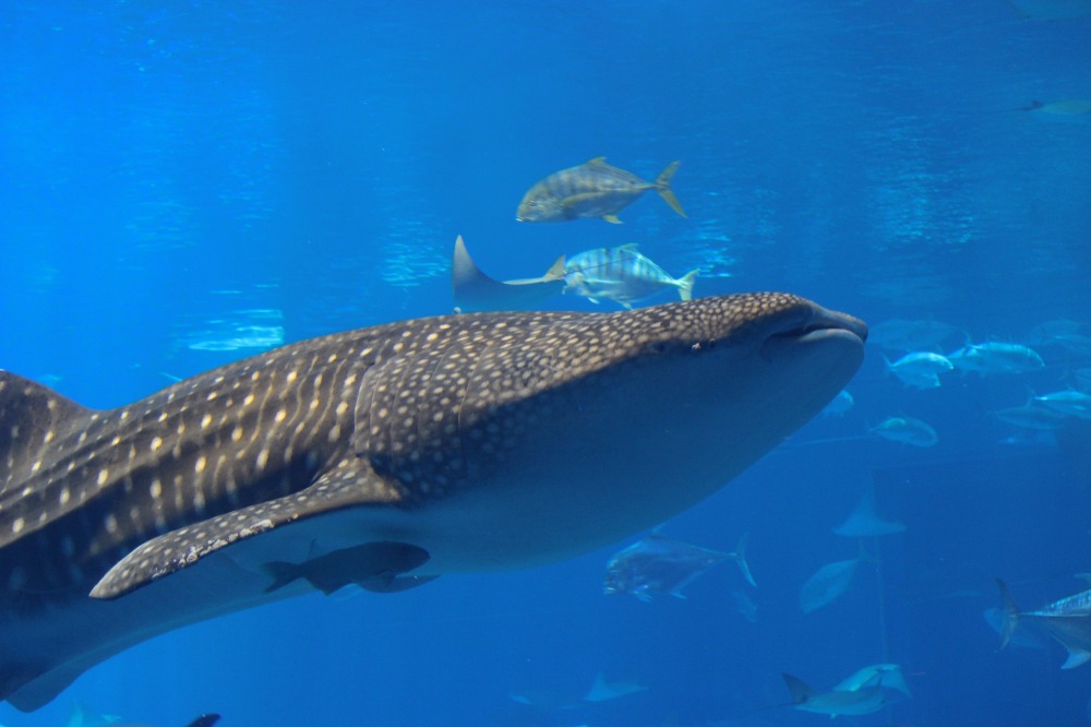 美ら海水族館